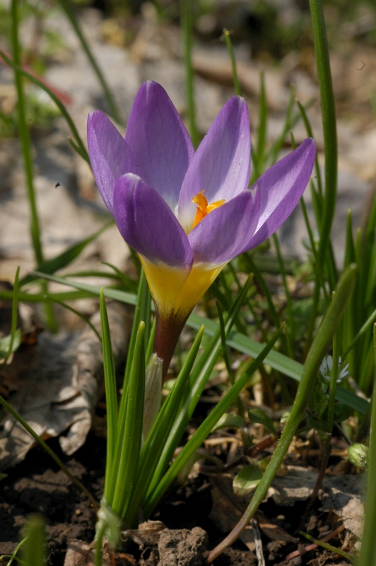 Изображение особи Crocus sieberi ssp. sublimis.