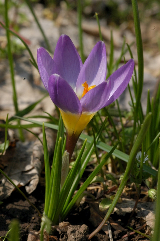 Image of Crocus sieberi ssp. sublimis specimen.