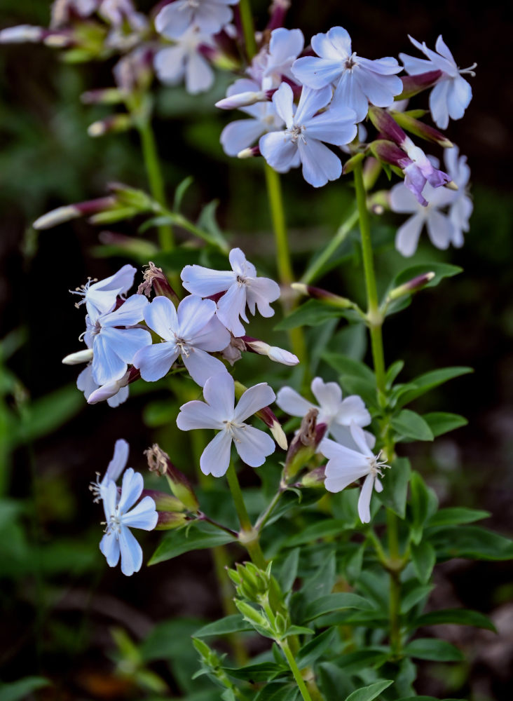 Изображение особи Saponaria officinalis.