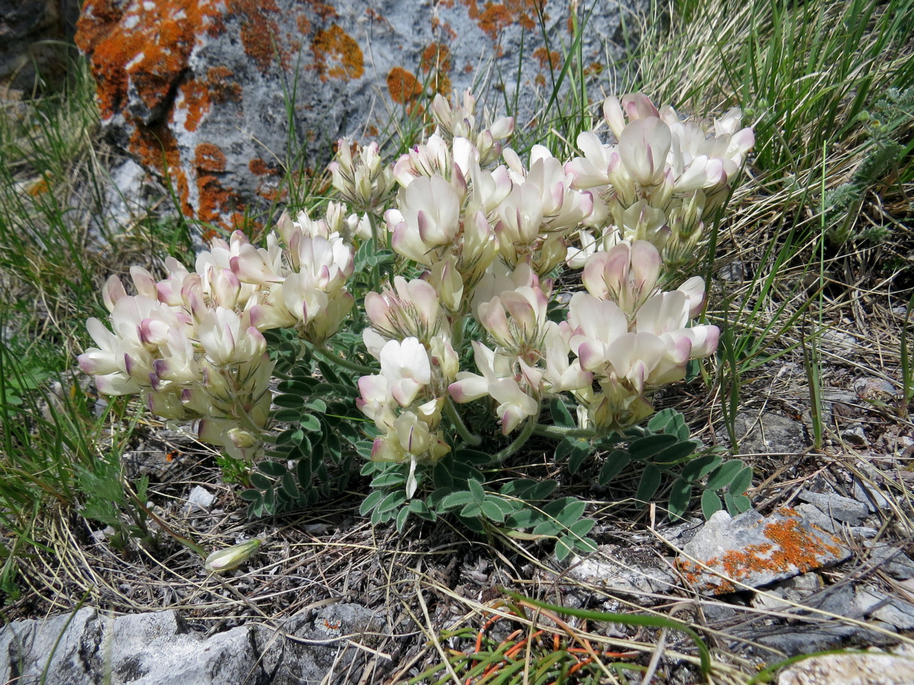 Image of Hedysarum turczaninovii specimen.