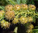 Cryptomeria japonica
