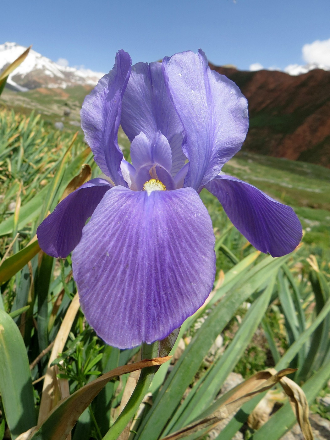 Image of Iris hoogiana specimen.