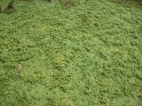 Callitriche palustris