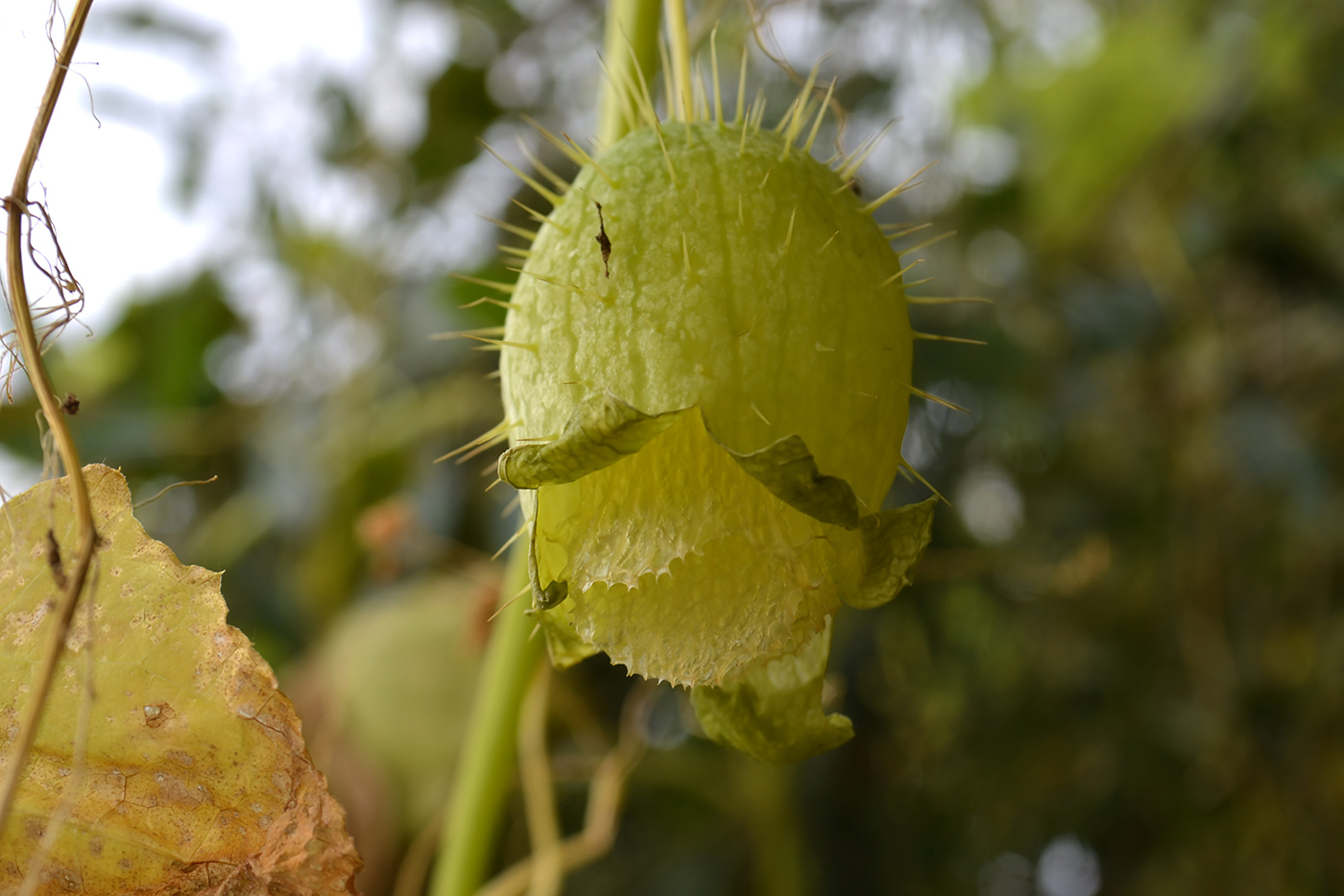 Изображение особи Echinocystis lobata.