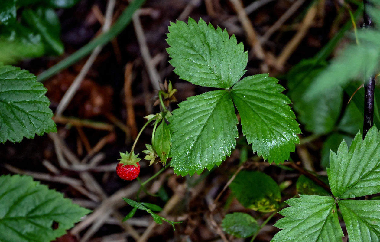 Изображение особи Fragaria vesca.