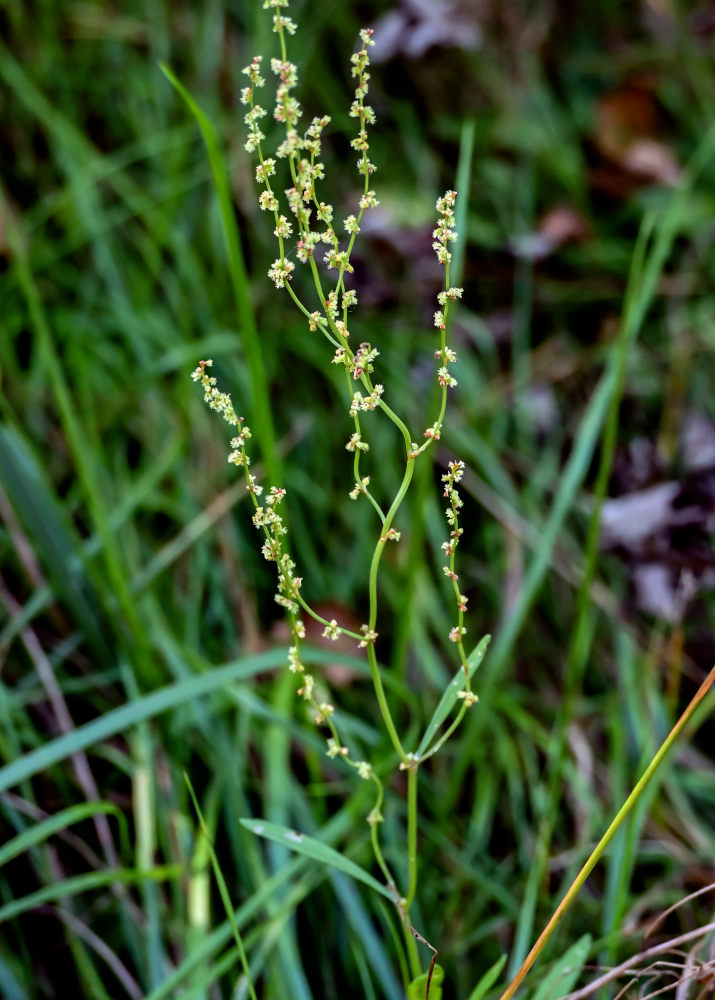 Изображение особи Rumex acetosella.