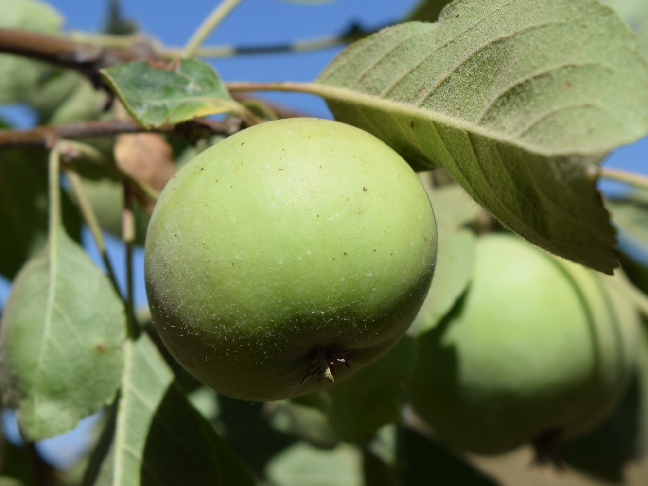 Изображение особи Malus domestica.