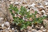 Atriplex dimorphostegia. Цветущее растение. Таджикистан, Согдийская обл., Исфара, пестроцветный склон, сложенный зелёными песчаниками, переполненный окаменевшими устрицами. 1 мая 2023 г.