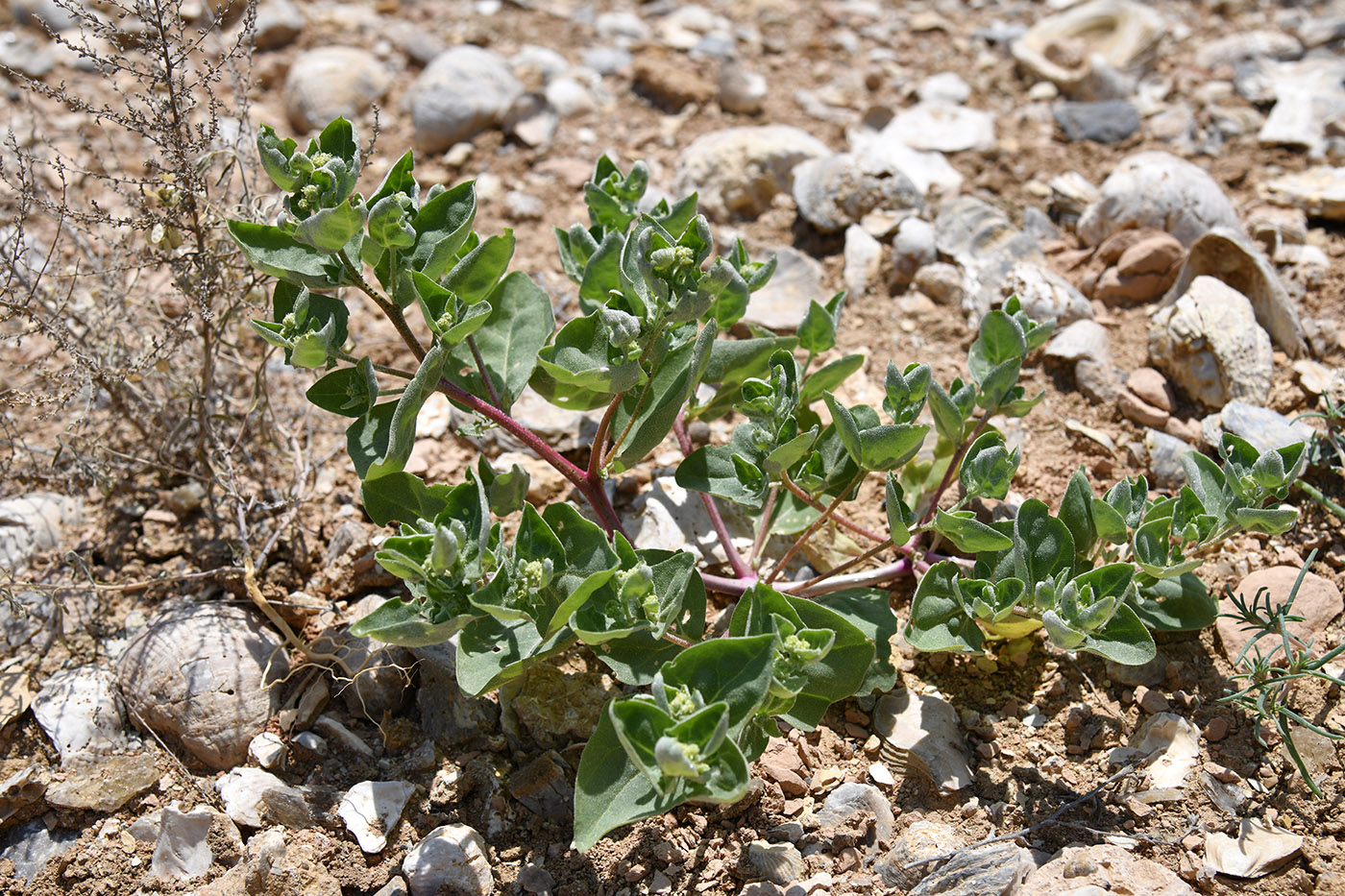 Image of Atriplex dimorphostegia specimen.