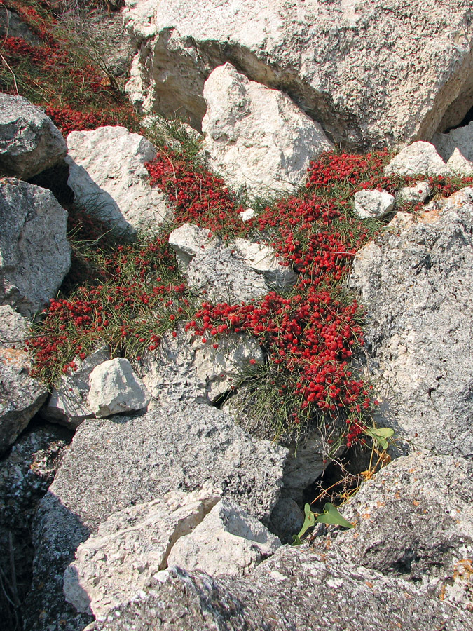 Image of Ephedra distachya specimen.