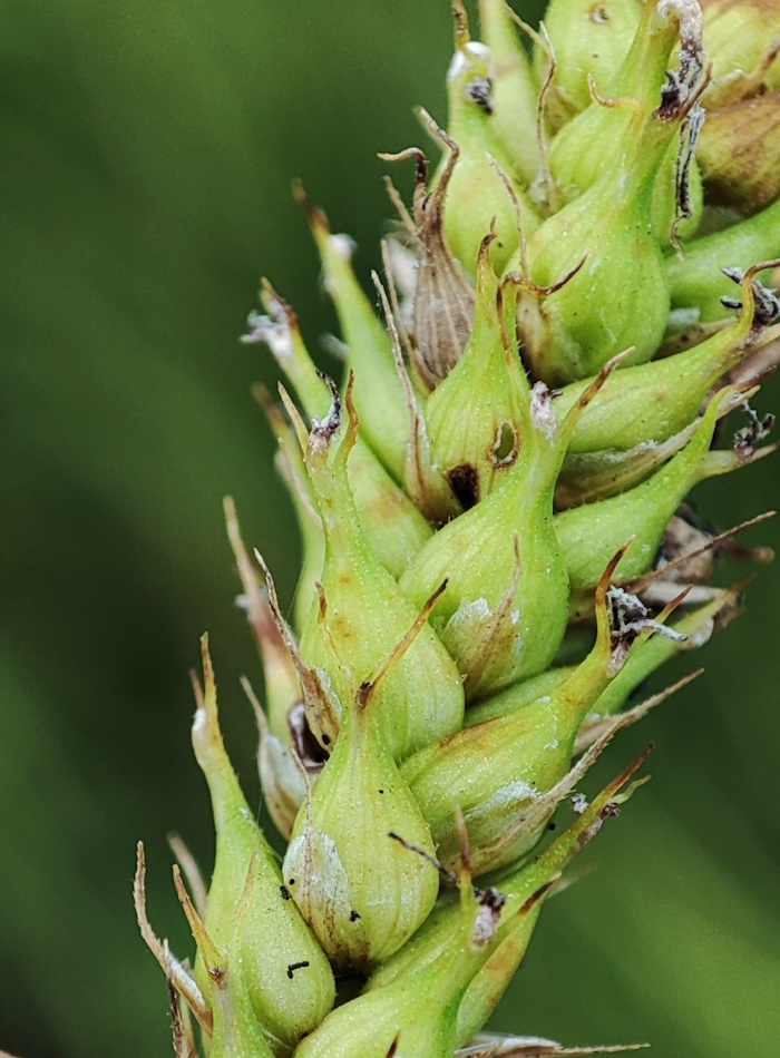 Image of Carex atherodes specimen.