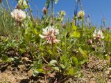 Trifolium repens