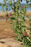 Chenopodium striatiforme