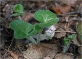 Asarum europaeum. Листья молодых растений. Московская обл., Раменский р-н, окр. ж.-д. платформы Хрипань, просека в смешанном лесу. 23.04.2025.