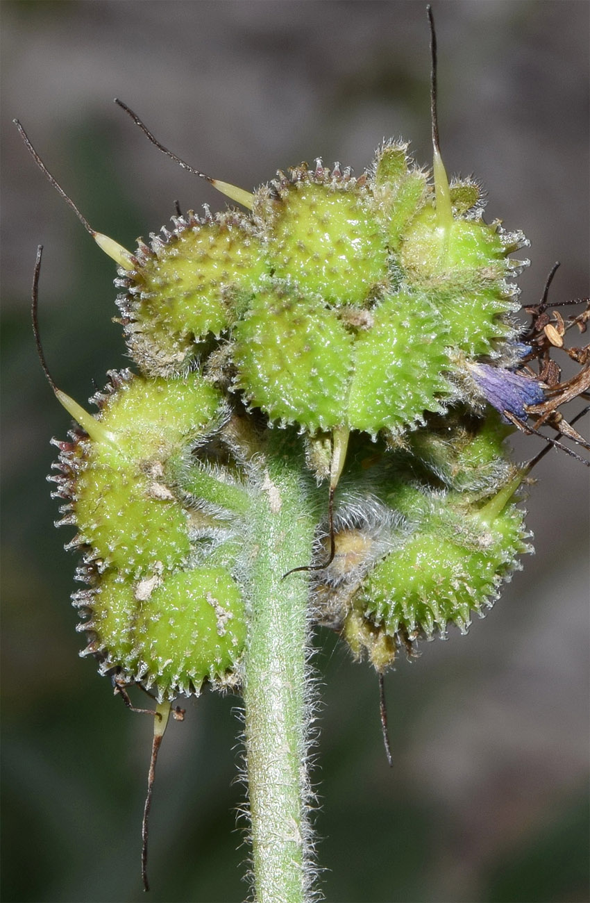 Image of Solenanthus karateginus specimen.
