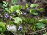 Viola epipsila