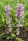 Ajuga multiflora