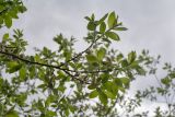 genus Salix. Верхушка веточки с мужскими соцветиями молодыми листьями. Мурманск, Октябрьский р-н, антропогенная опушка берёзового леса. 09.06.2025.