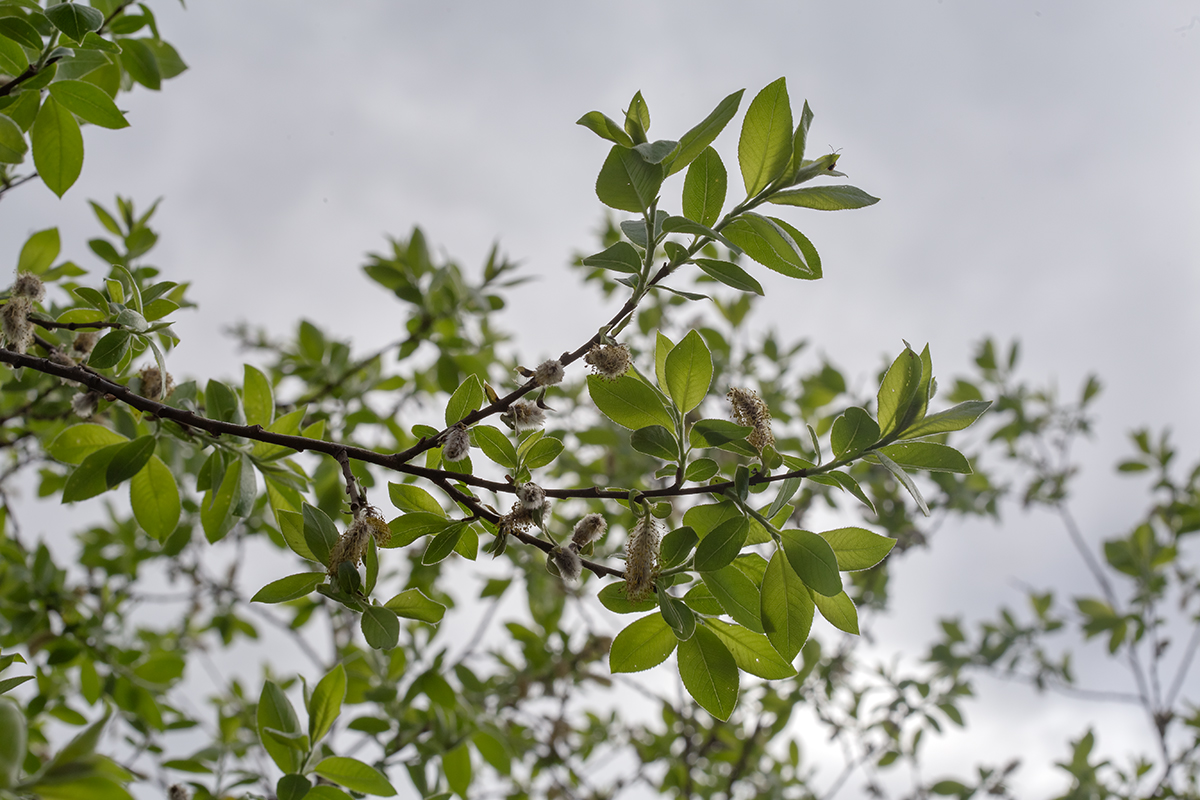 Image of genus Salix specimen.