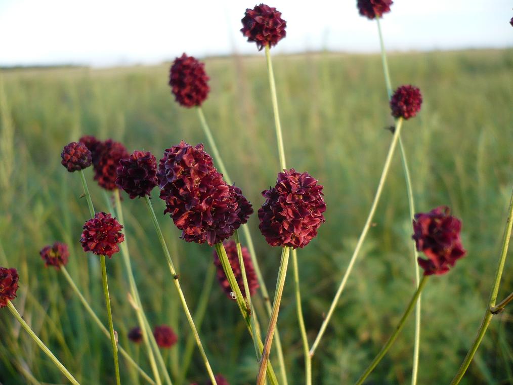 Изображение особи Sanguisorba officinalis.