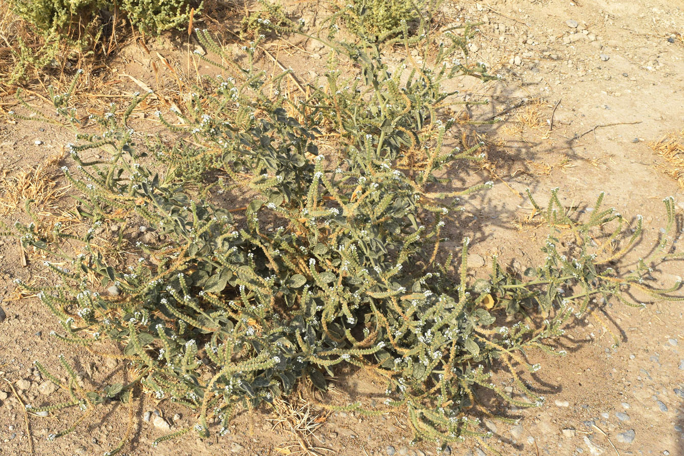 Изображение особи Heliotropium ellipticum.