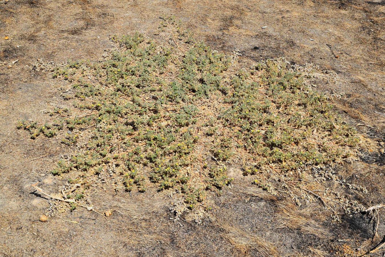 Image of Tribulus terrestris specimen.