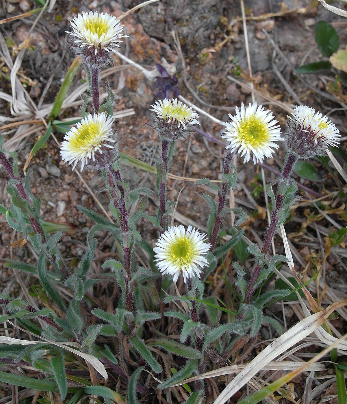 Изображение особи Erigeron lachnocephalus.