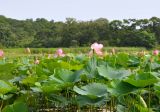 Nelumbo komarovii. Цветущие растения. Приморский край, ЗАТО Фокино, окр. пос. Путятин; о-в Путятина, оз. Гусиное. 13.08.2025.