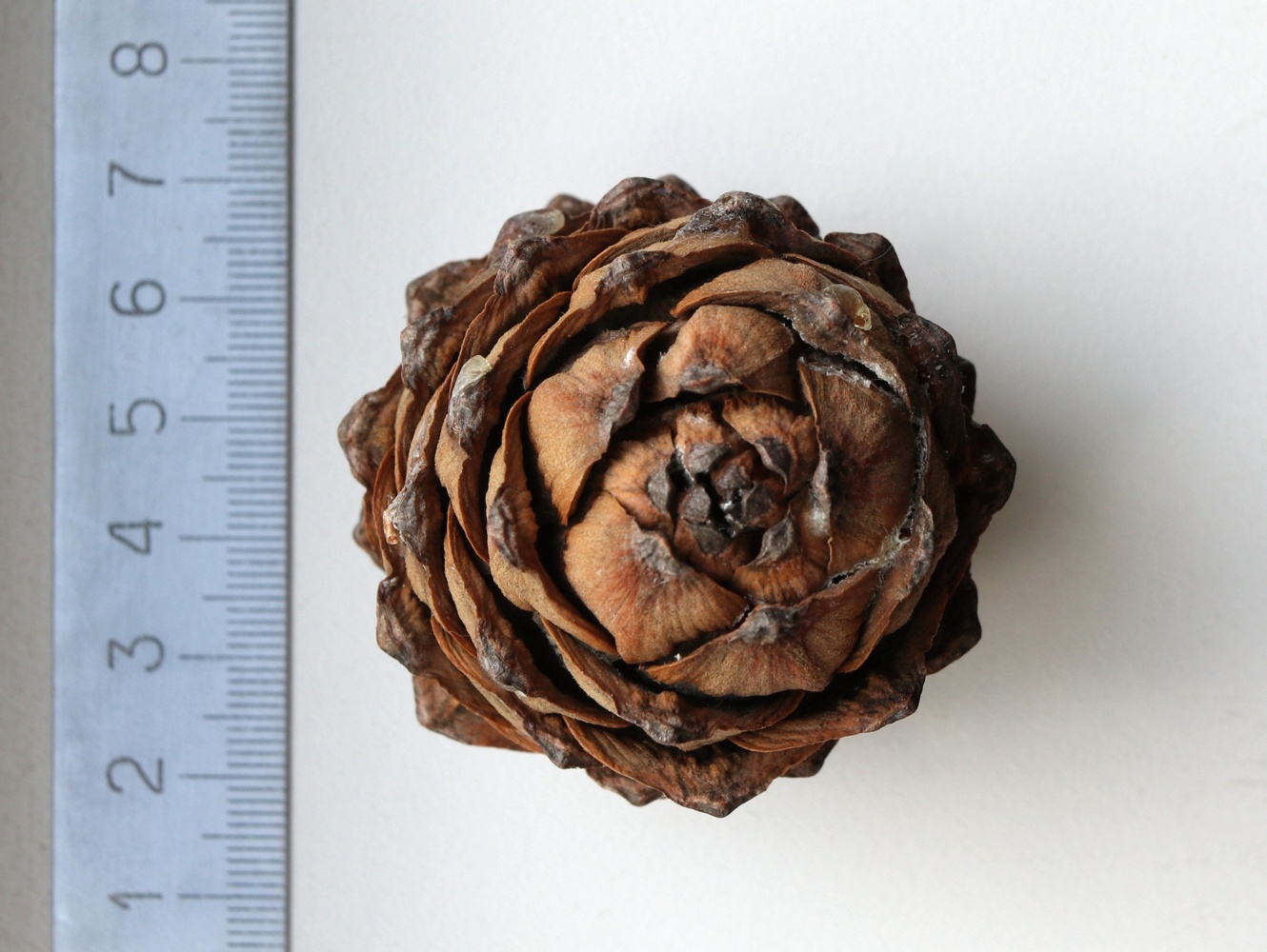 Изображение особи Pinus sibirica.