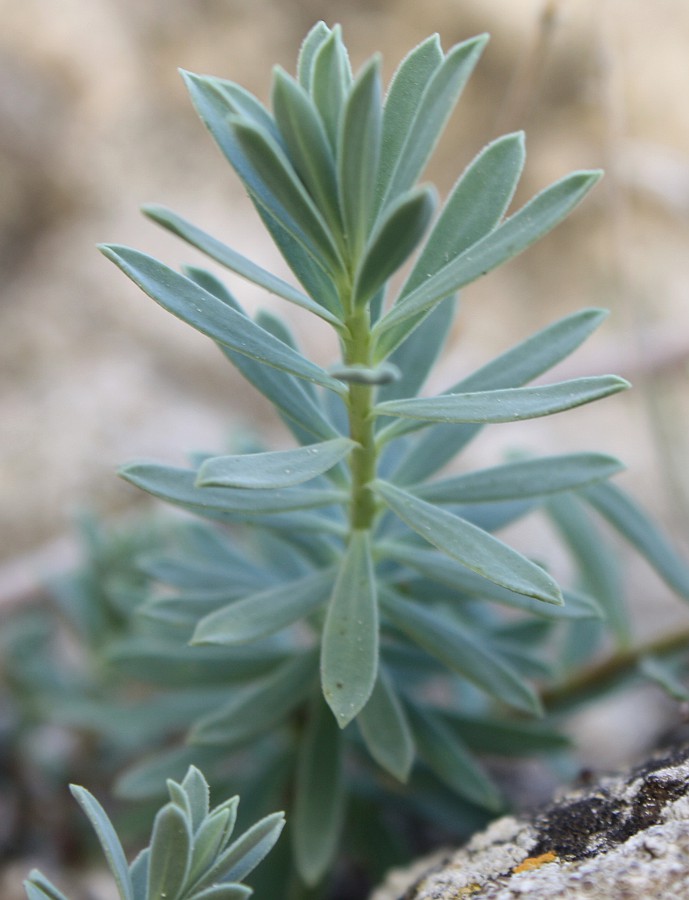 Изображение особи Euphorbia petrophila.