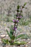 Phlomoides zenaidae