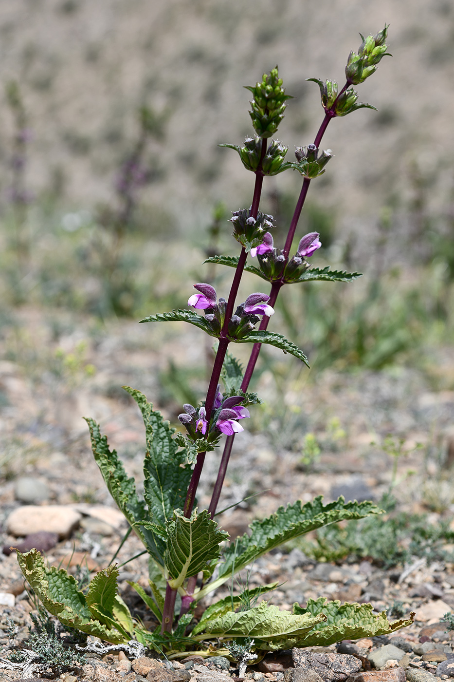 Изображение особи Phlomoides zenaidae.