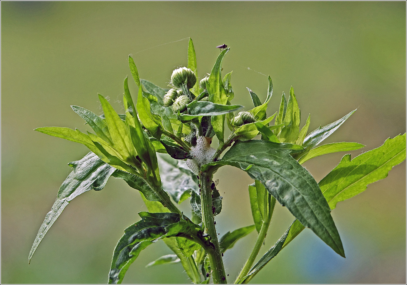 Image of Erigeron annuus ssp. lilacinus specimen.