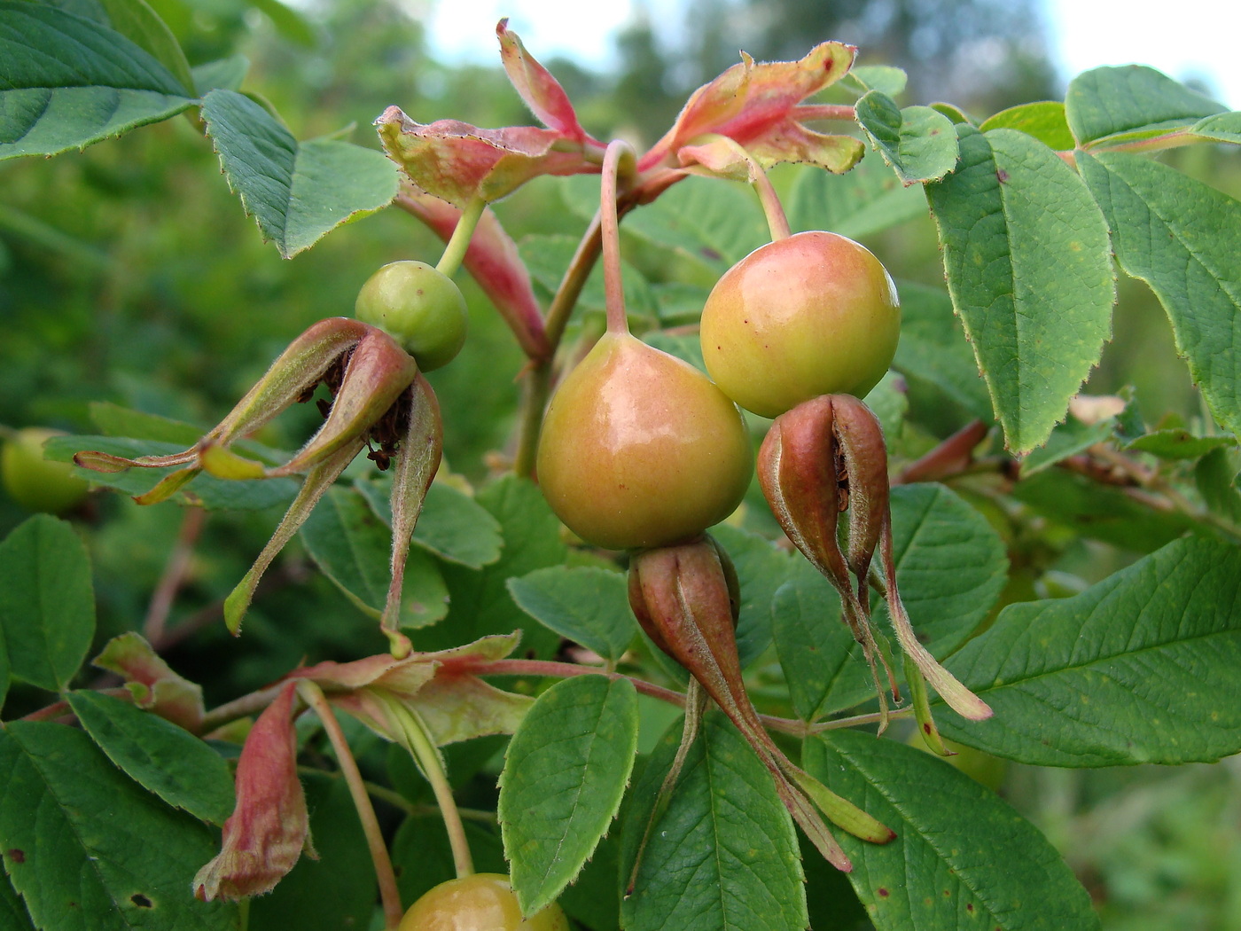 Image of Rosa davurica specimen.