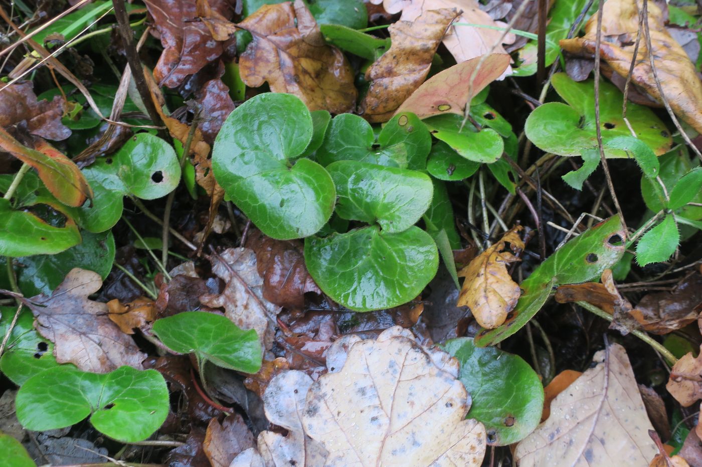 Изображение особи Asarum europaeum.