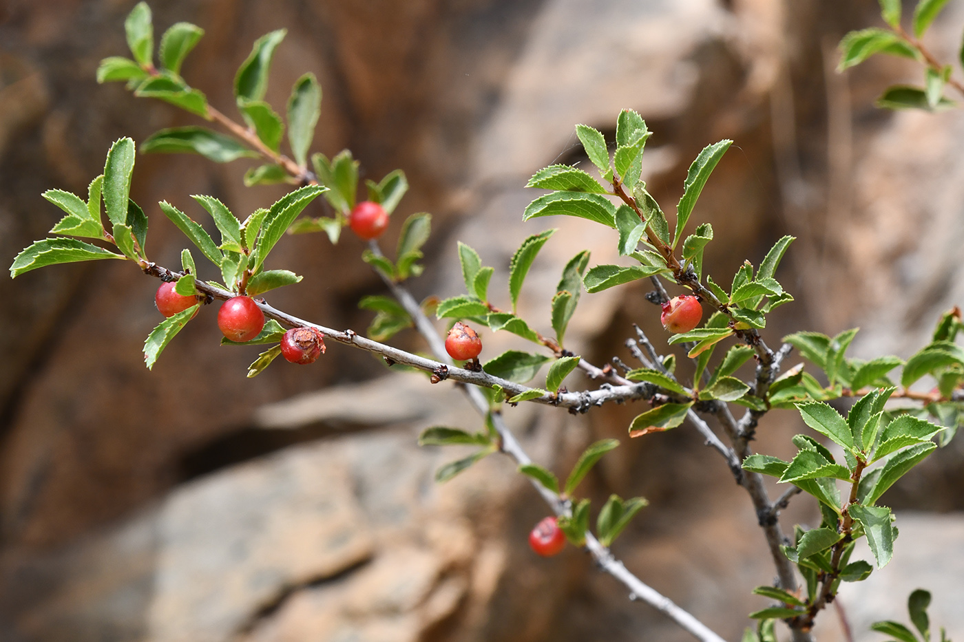 Image of Cerasus tianshanica specimen.