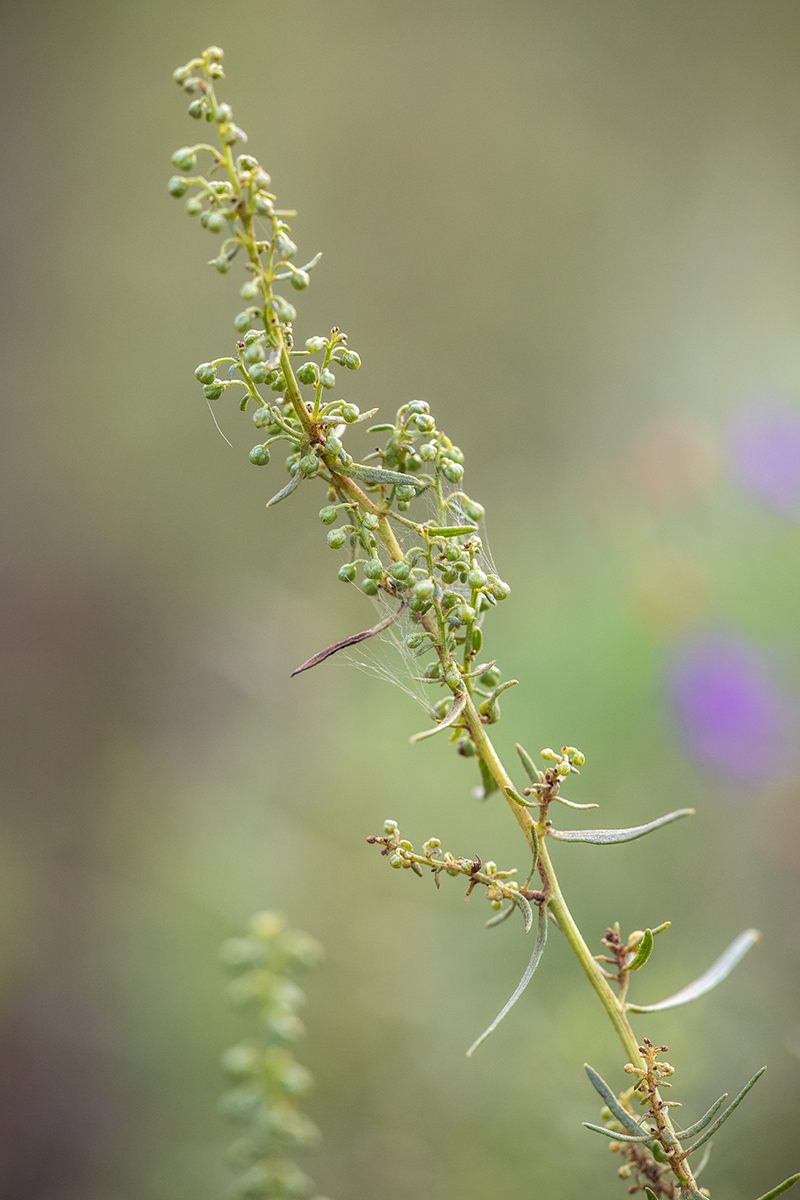 Image of Artemisia dracunculus specimen.