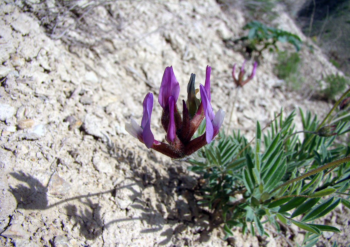 Image of Astragalus ketmentubensis specimen.
