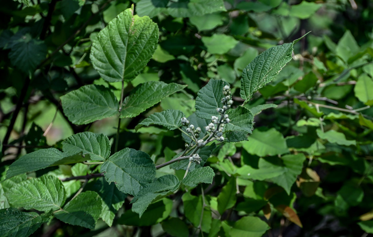 Изображение особи Rubus innominatus.