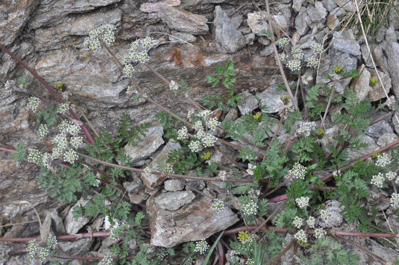 Image of Unknown species specimen.