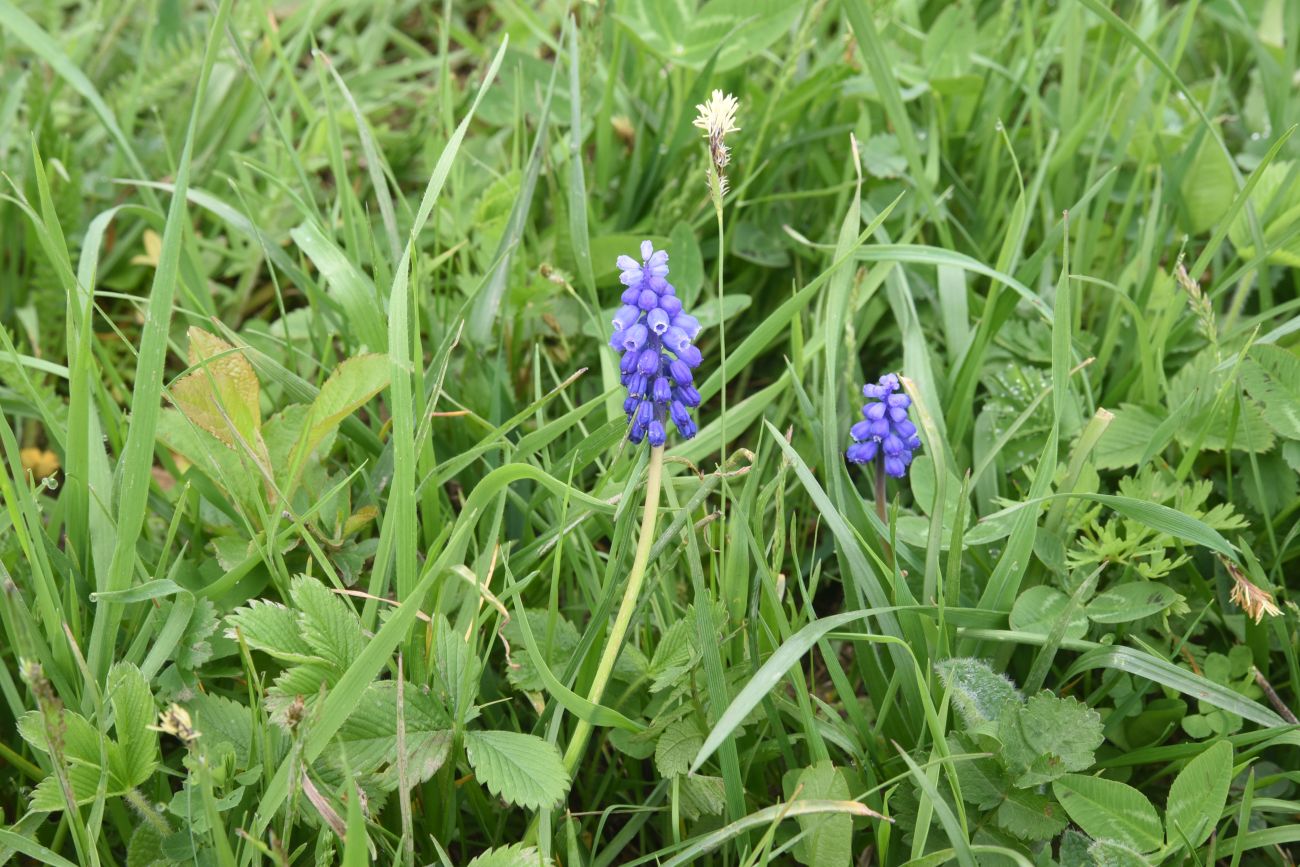 Изображение особи род Muscari.