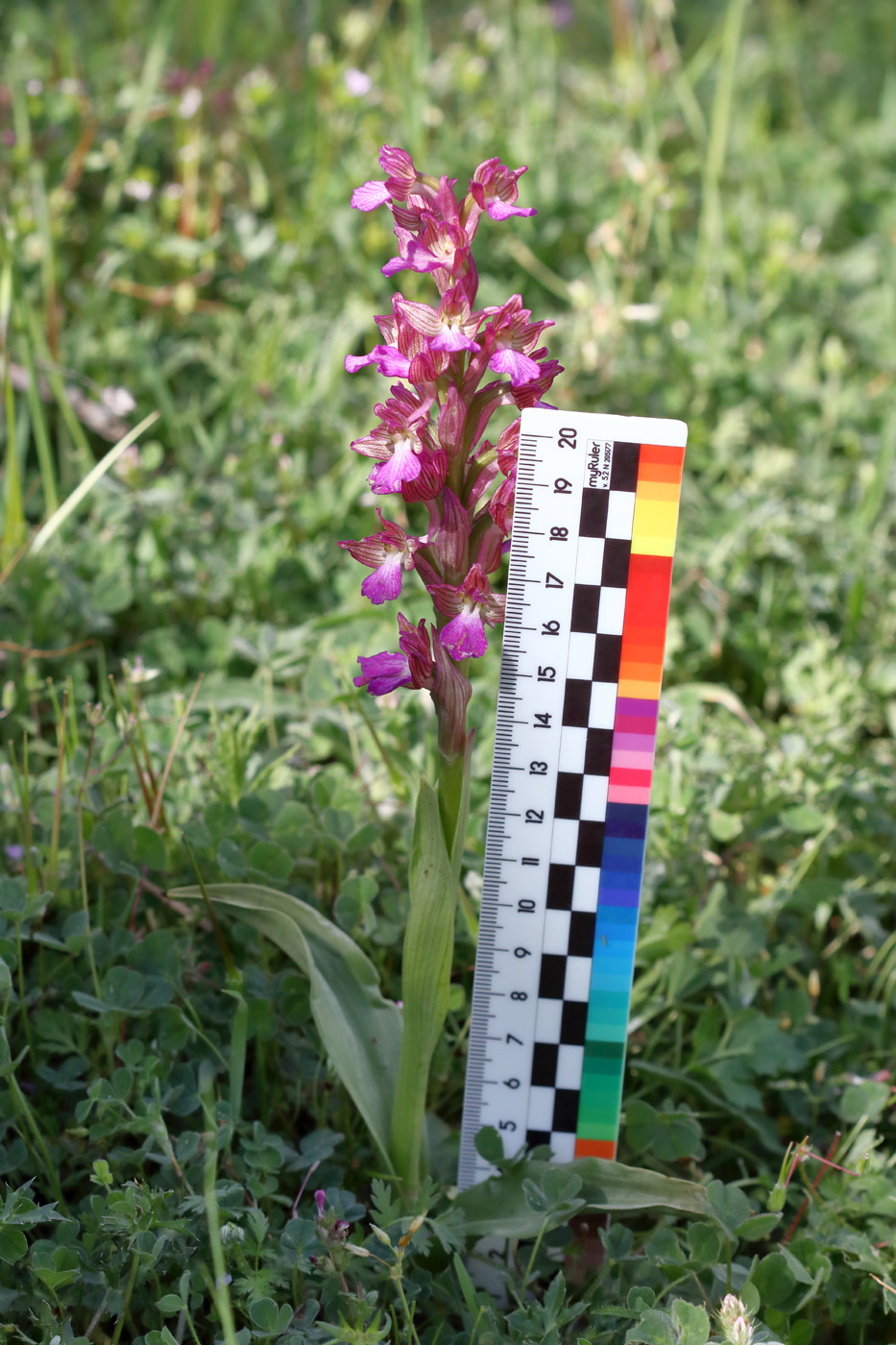 Изображение особи Anacamptis × dafnii.