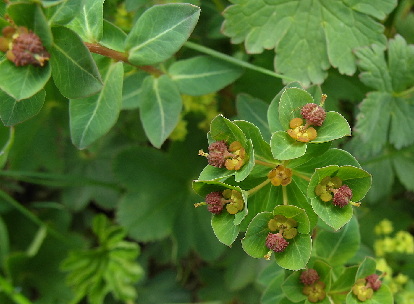 Image of Euphorbia alatavica specimen.