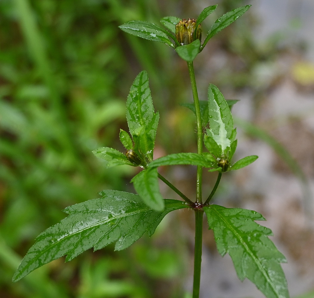 Image of Bidens tripartita specimen.