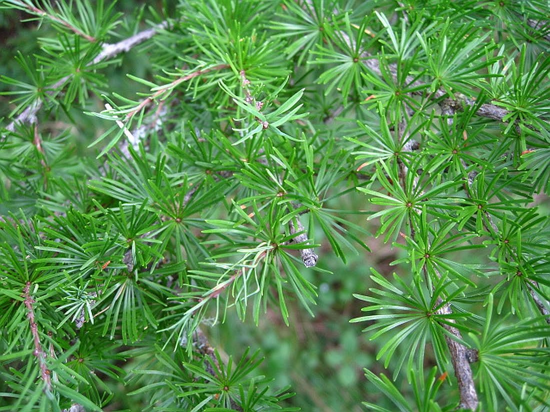 Image of Larix cajanderi specimen.