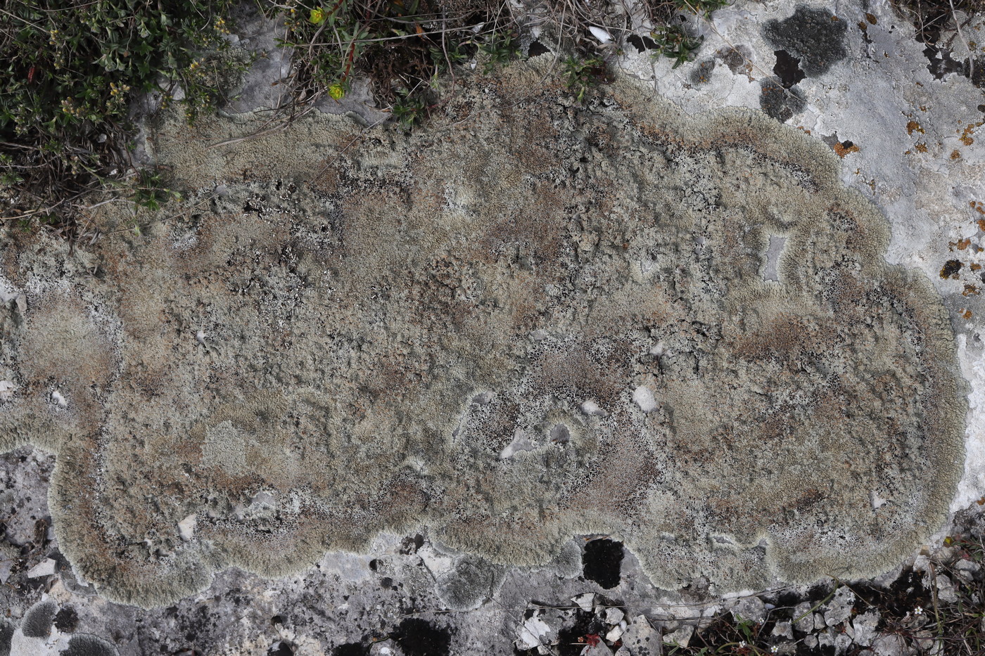 Image of Lecanora muralis specimen.
