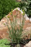 Erigeron linearis