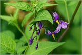 Solanum dulcamara. Соцветие с бутонами и цветками. Московская обл., Раменский р-н, окр. дер. Хрипань, садовый участок. 08.06.2026.