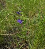 Scutellaria scordiifolia