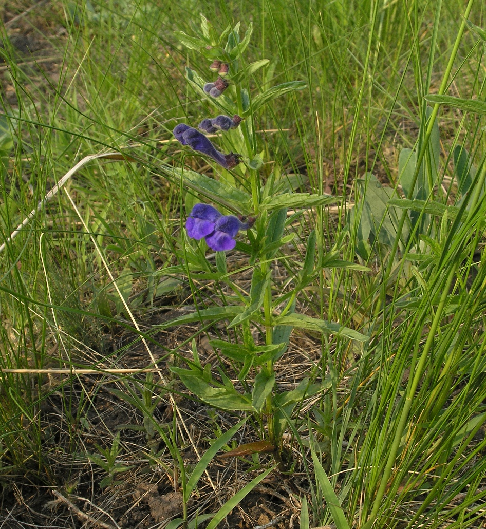 Изображение особи Scutellaria scordiifolia.
